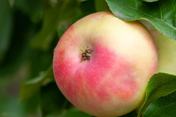 Red Ripe apples on a branch on a background of green foliage. Close-up on a sunny day
