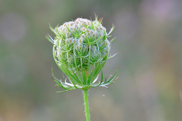 Wilde Möhre (Daucus carota subsp. carota)