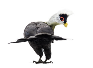 White-crested turaco, Tauraco leucolophus standing against white