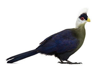 White-crested turaco, Tauraco leucolophus, isolated on white
