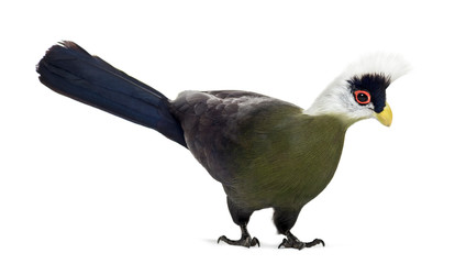 White-crested turaco, Tauraco leucolophus, isolated on white