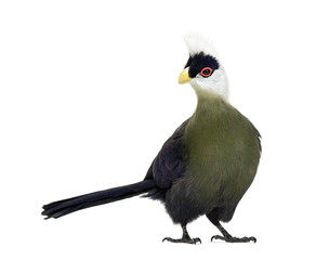White-crested turaco, Tauraco leucolophus, isolated on white