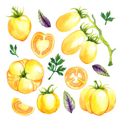 Watercolor vector vegetables set with yellow tomatoes, basil and parsley