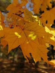 Naklejka na ściany i meble Beautiful autumn yellow leaves on the trees. The magic of autumn colors.
