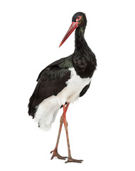 Black stork, Ciconia nigra, standing against white background © Eric Isselée