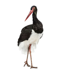 Black stork, Ciconia nigra, standing against white background