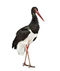 Black stork, Ciconia nigra, standing against white background