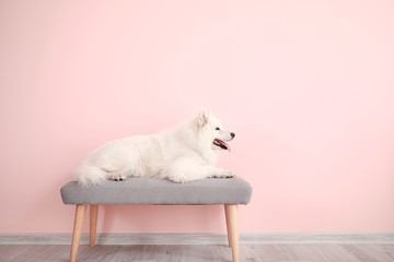 Cute Samoyed dog lying on bench near color wall - Powered by Adobe