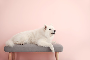 Cute Samoyed dog lying on bench near color wall