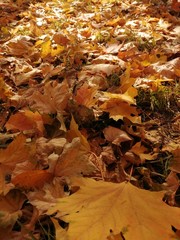 Beautiful autumn yellow leaves on the trees. The magic of autumn colors.