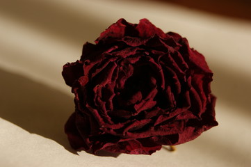 dried flower. dried red rose petals