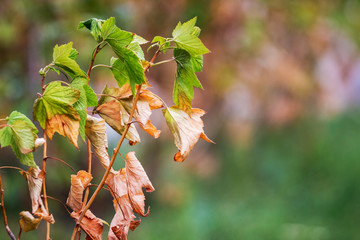 Currant branches in autumn with green and brown dry leaves_