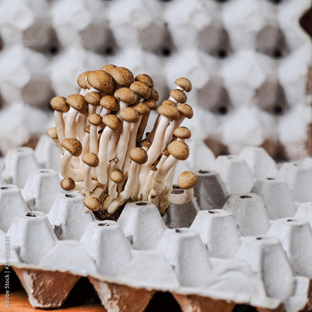 Poster Fresh brown shimeji mushroom or beech mushroom on egg box in wood background.