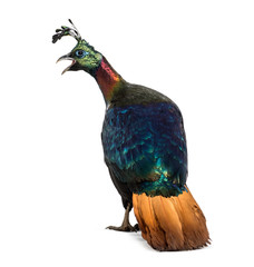Obraz premium Himalayan monal, Lophophorus impejanus, Impeyan pheasant