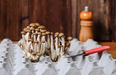 Fresh brown shimeji mushroom or beech mushroom on egg box in wood background.