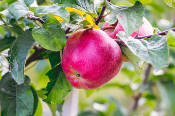 Delicious juicy red apple on a tree branch close up_