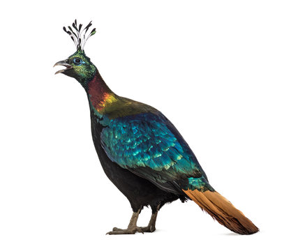 Himalayan monal, Lophophorus impejanus, Impeyan pheasant