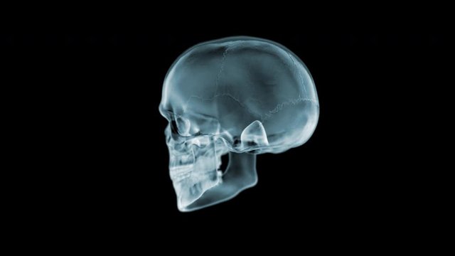 Skull X-Ray spinning 360 degrees. Seamless loop. 3D animation. 4K