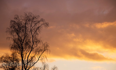 Obraz premium Birch on a background of dark sky during sunset, copy space_