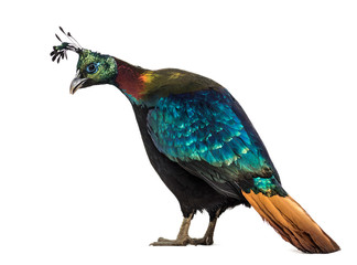 Himalayan monal, Lophophorus impejanus, Impeyan pheasant