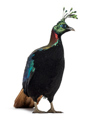 Himalayan monal, Lophophorus impejanus, Impeyan pheasant