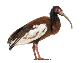 Madagascan ibis, Lophotibis cristata, isolated on white