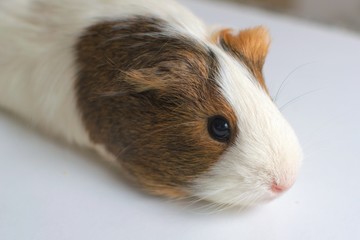 A cute guinea pig facing the camera