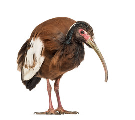 Madagascan ibis, Lophotibis cristata, isolated on white