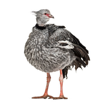 Southern Screamer, Chauna torquata, isolated