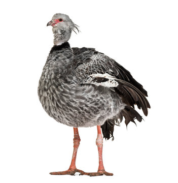 Southern Screamer, Chauna torquata, isolated