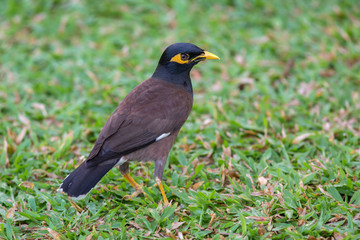 Fototapeta premium Bird Common Myna or Indian Myna (Acridotheres tristis)