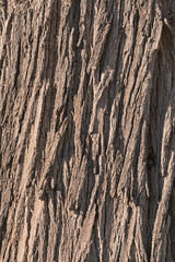 closeup detail of the deeply texured bark on the trunk of a silky oak tree Grevillea robusta...
