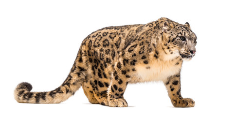 Snow leopard, Panthera uncia, also known as the ounce