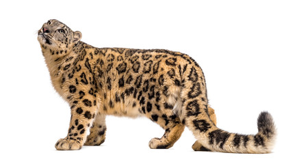 Snow leopard, Panthera uncia, also known as the ounce