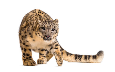 Snow leopard, Panthera uncia, also known as the ounce