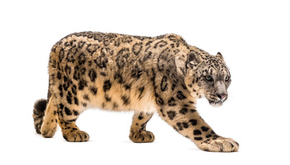 Snow leopard, Panthera uncia, also known as the ounce