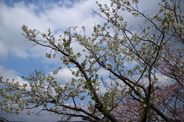 ふくふく地蔵の桜