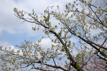 ふくふく地蔵の桜