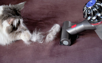 Cleaning with vacuum cleaner. cat . Domestic animals in house.