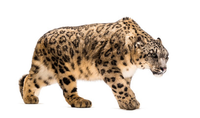 Snow leopard, Panthera uncia, also known as the ounce