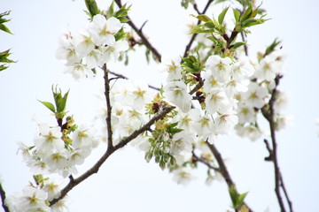 ふくふく地蔵の桜