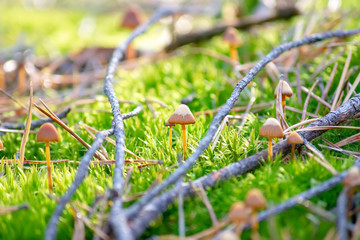 Autumn mushrooms closeup. Beautiful moss and fallen tree branches. Forest landscape..