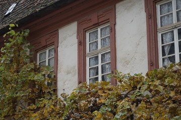 Fototapeta na wymiar Alte Hausfassade in Edenkoben mit Weinreben