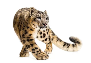 Crédence de cuisine en verre imprimé Léopard Léopard des neiges, Panthera uncia, également connu sous le nom d& 39 once