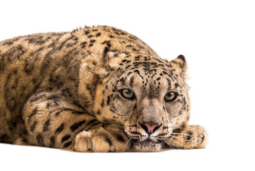 Snow leopard, Panthera uncia, also known as the ounce