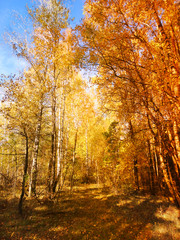autumn landscape forest with yellow red leaves with sunny light beams