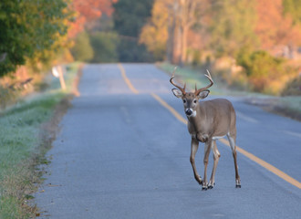 White tailed deer buck walking on road