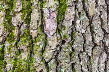 grooved bark on mature trunk of alder tree