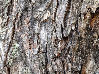 uneven bark on old trunk of apple tree close up