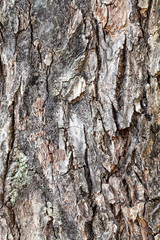 rough bark on old trunk of apple tree close up